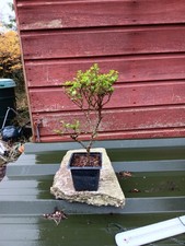 Ulmus parviflora Seiju  in 9cm