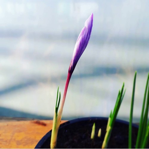 Saffron crocus bulbs packs - in,