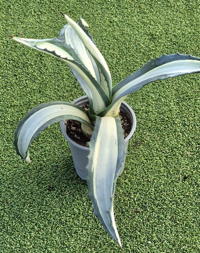 Agave mediopicta alba - alba',