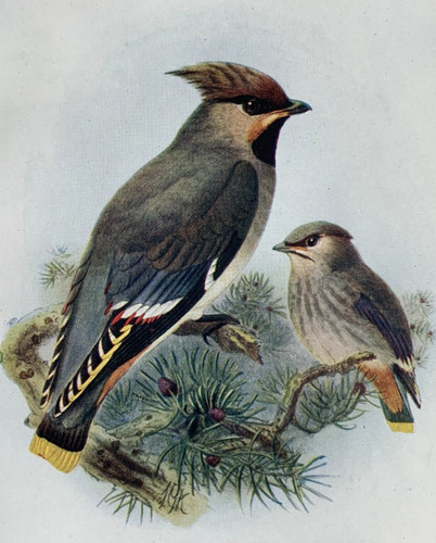 Waxwing birds britain - -, of
