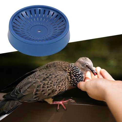 Breeding brooder hollow - breeding, brooder,
