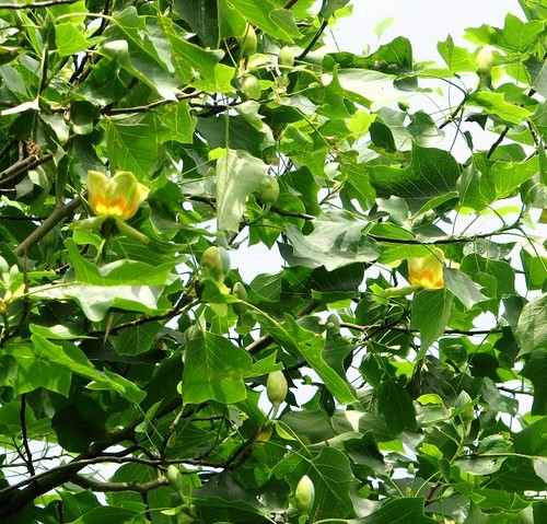 Photo 6x4 tulip tree - photo,