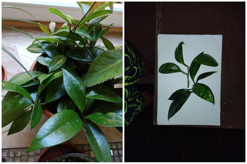 Unrooted hoya carnosa - 2,