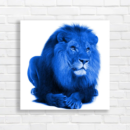 Portrait laying lion square - portrait,