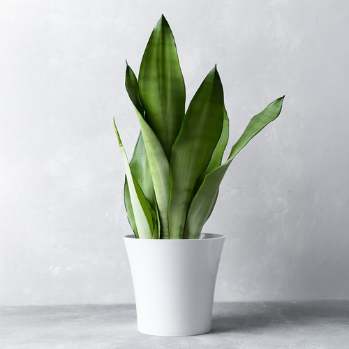 Sansevieria moonshine snake - moonshine,