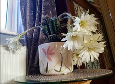 Easter Lily Cactus Echinopsis