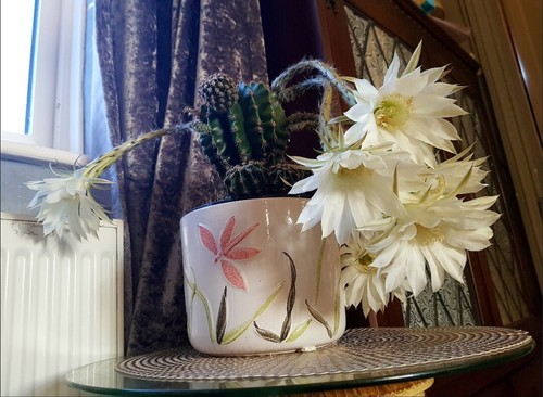Easter lily cactus - lily, echinopsis
