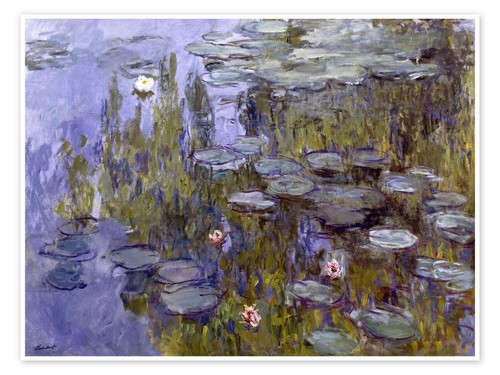 Water lilies nympheas cloude - water,