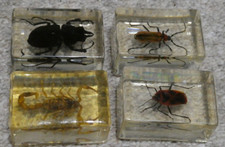 Scorpion & Beetles In Acrylic Resin  Specimen Set of 4