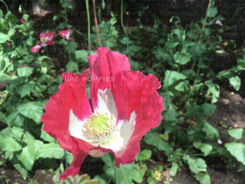 Papaver s0mniferum var album - s0mniferum,