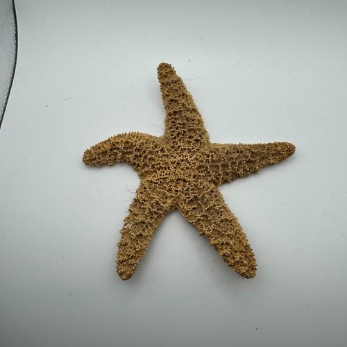 Dried sugar starfish long - long,