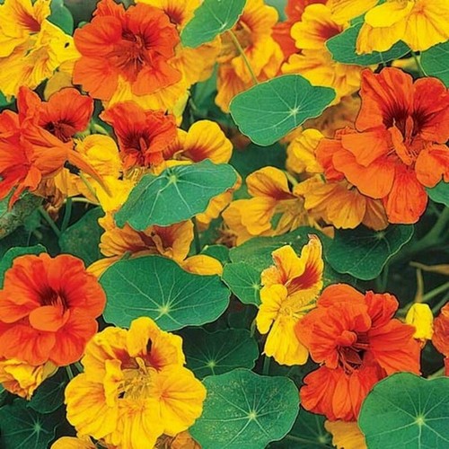 Nasturtium tom thumb - tom, seeds