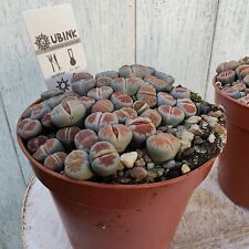 Lithops Living stone pebble plants in8.5cm pot and pretty stone/ceramic pot