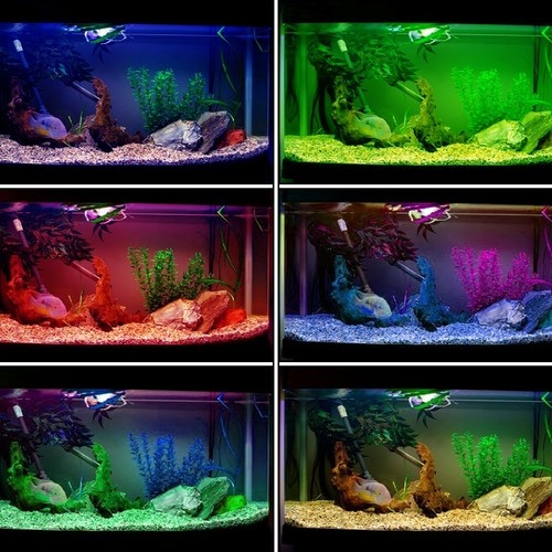 Fish tank lighting heat - fish,