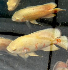 1 ADULT SHOW FISH! Albino