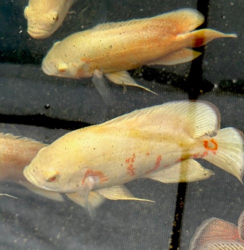 Subadult show fish albino - 1,