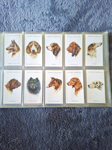 Player 1931 dogs from - 1931,