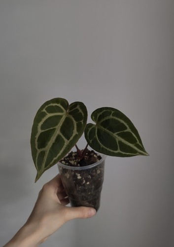 Anthurium crystallinum - anthurium,