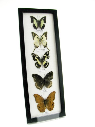 Beautiful butterfly - 5,