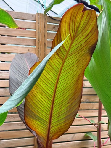 Healthy canna musifolia rubra - canna,