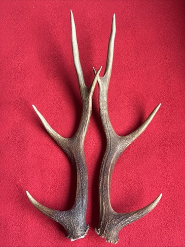 Pair sika deer antlers - pair,