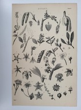 Antique Print C1877 Botany