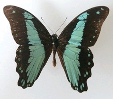 Papilio Bromius Chrapkowskii