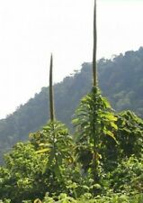 LOBELIA GIBERROA - 10 x seeds