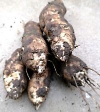 1kg Organic Home Grown Mixed Sized Jerusalem Artichoke 'Fuseau' tubers