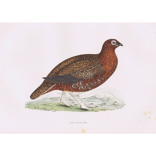 Birds red grouse hand - birds,