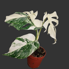 Monstera Albo ‘Super