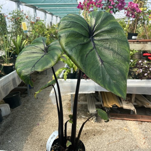 Colocasia pharoahs mask - colocasia, ‘pharoahs