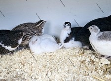 12 X Coturnix Quail Eggs Mixed