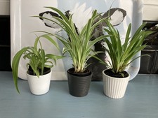 3 x Spider Plants Chlorophytum Variegatum - Bonnie - Comosum Green House Plants