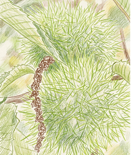 Sweet chestnut tree - 2x,
