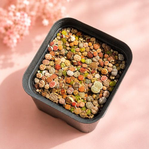 100pcs baby lithops - 100pcs+, 1.5