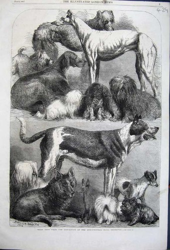 Old antique print 1862 prize - old,