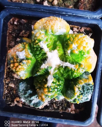 Live hose plant ariocarpus - plant,