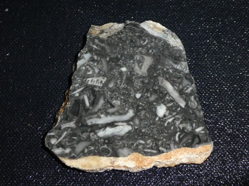 Fossil stone slab x - 1/2",