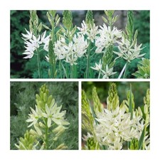 Camassia Leichtlinii Alba