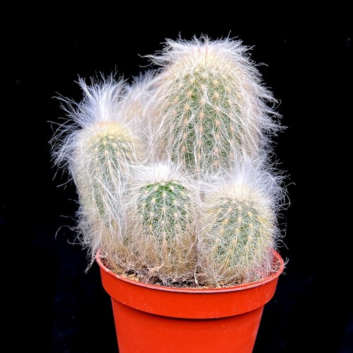 Espostoa lanata group peruvian - lanata,