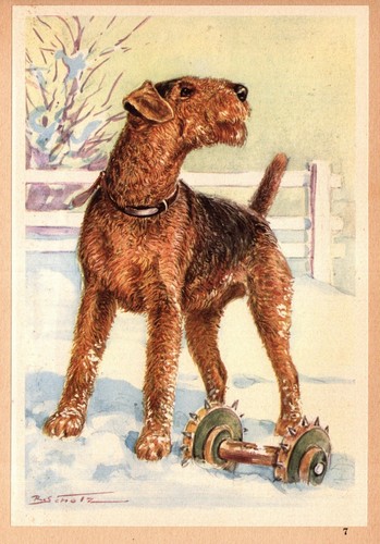 Vintage airedale terrier print - airedale,