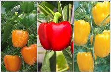Mixed Pepper Plug Plant Pack x