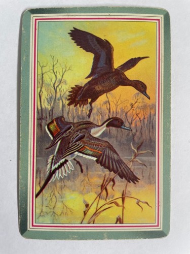 Flying ducks sunset - sunset, artist