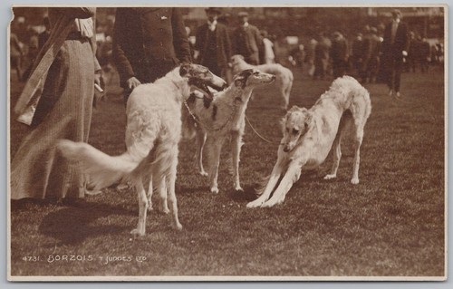 Borzoi dogs russian - borzoi, wolfhounds