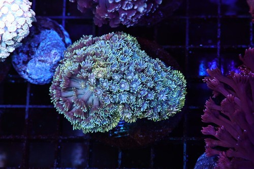 Blue and yellow goniopora - and,