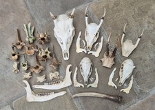 Taxidermy Bundle Deer Skulls