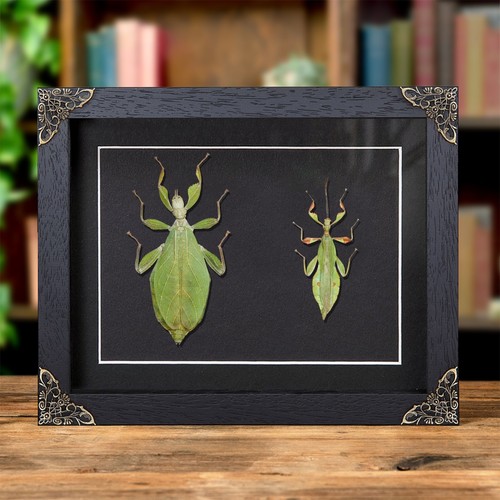 Autumn leaf insect baroque - in,