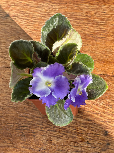 African violet plant 9cm - african,