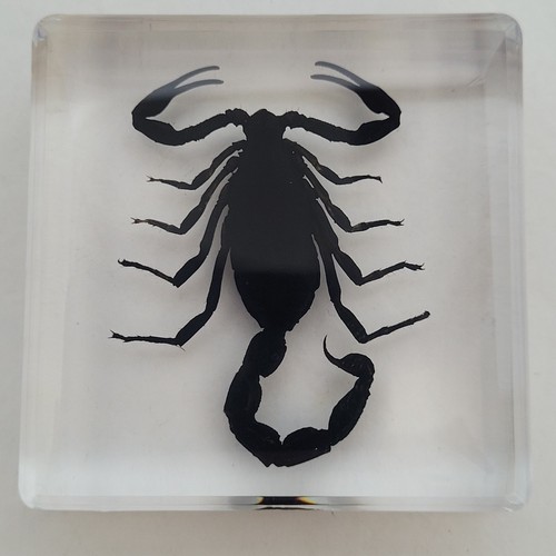 Real black scorpion - real,